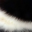 Does Your Furry Friend Need an Enzyme Boost?
