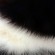 Does Your Furry Friend Need an Enzyme Boost?