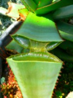 picture of aloe gel in leaf