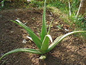 Picture of an aloe vera plant