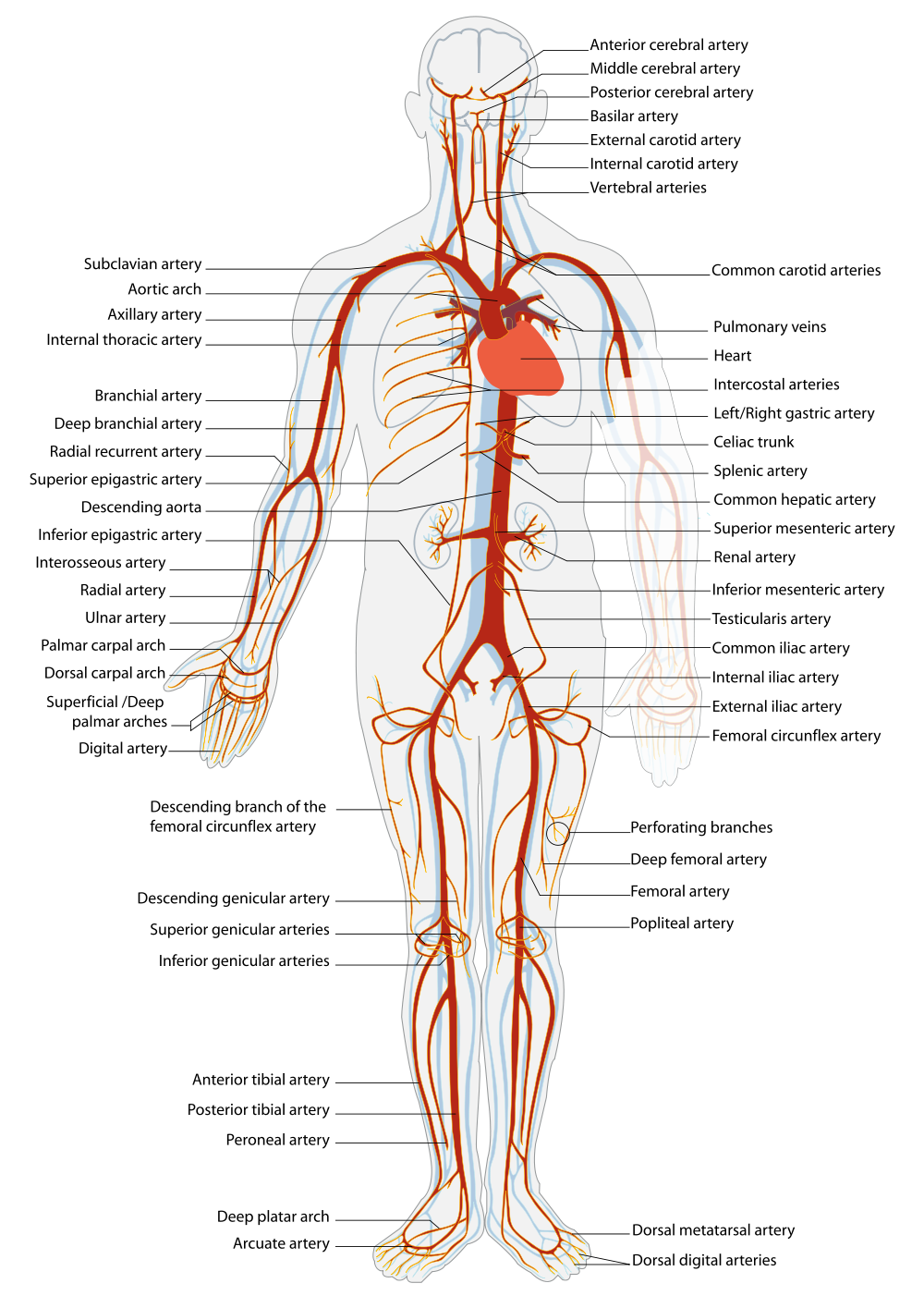 What Are The 4 Main Arteries In The Neck