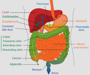 Lower human gastrointestinal tract - click to zoom