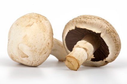White button mushrooms (Agaricus bisporus)