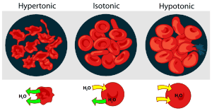 circulatory-system