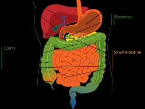 digestive-tract